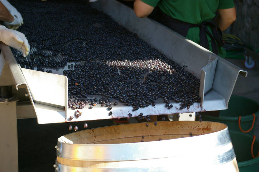 men and women selecting black grapes on conveyor belt at 'La Tour Melas' facilities